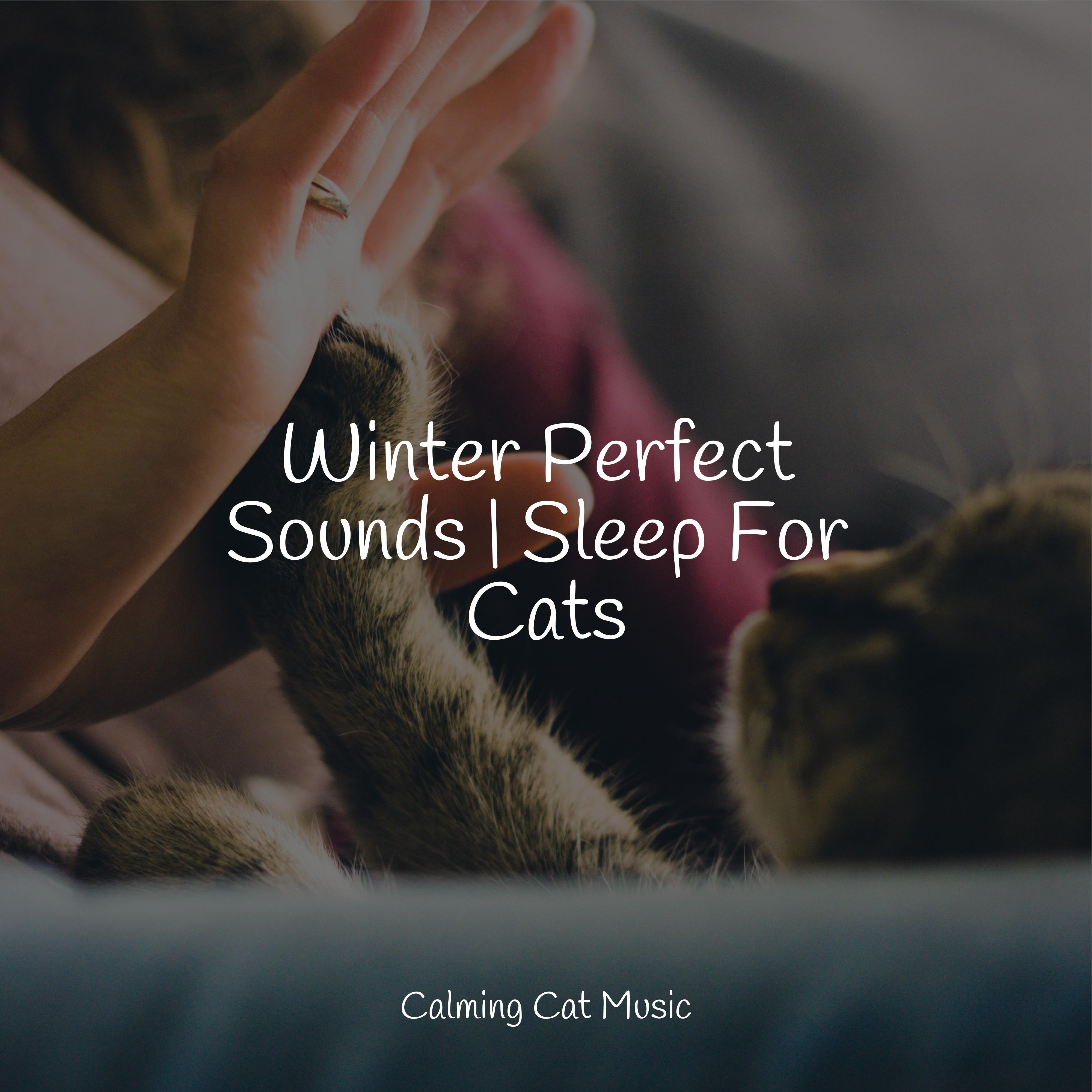 Ocean Air - Music For Cats/RelaxMyCat/Jazz Music Therapy for Cats - 单曲 ...