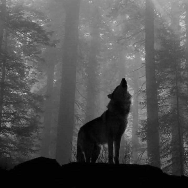 Wolf Totem