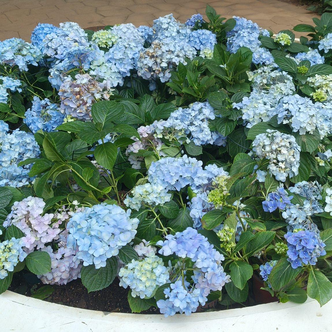 纆絔的绣球花园封面