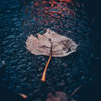 Serenade of Splashes: Windy Rain on Puddle for Meditation