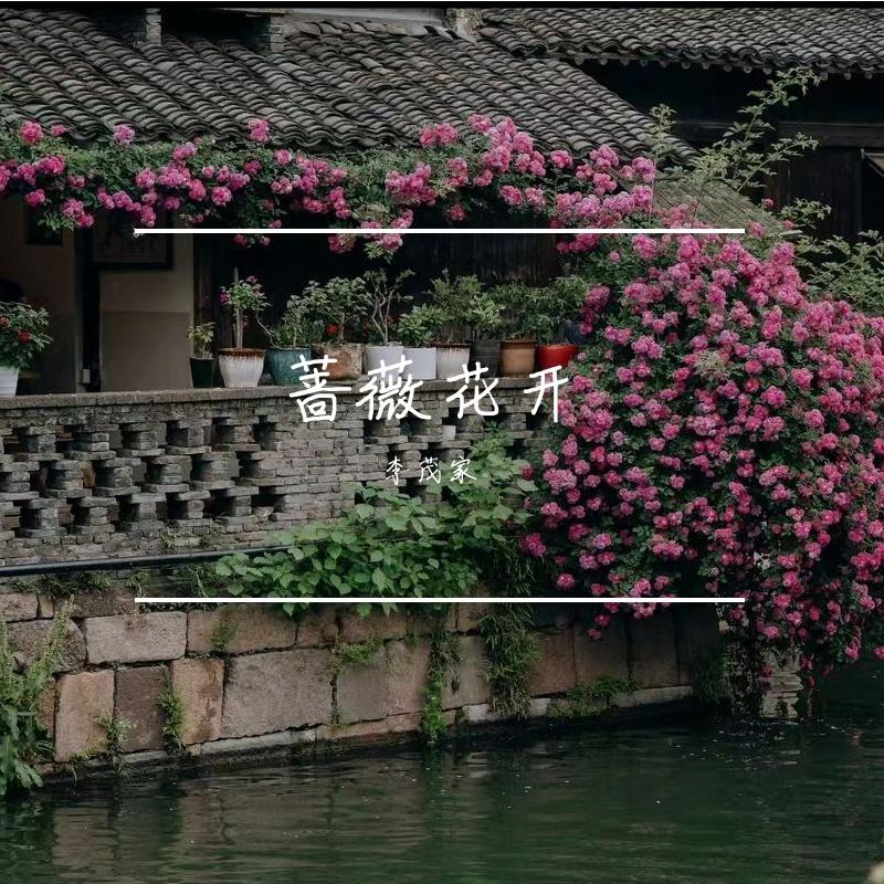 蔷薇花开 伴奏 - 李茂家封面