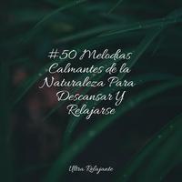 #50 Melodías Calmantes de la Naturaleza Para Descansar Y Relajarse