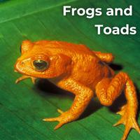 Frogs and Toads