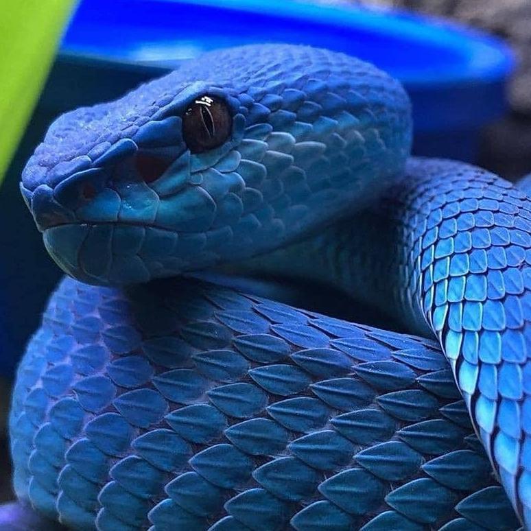 【Free】'Slime It Out'--YSL type beat