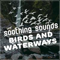 Soothing Sounds: Birds and Waterways