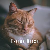 Feline Bliss: Relaxation Melodies for Your Cat