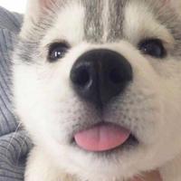 胡萝卜肉丁