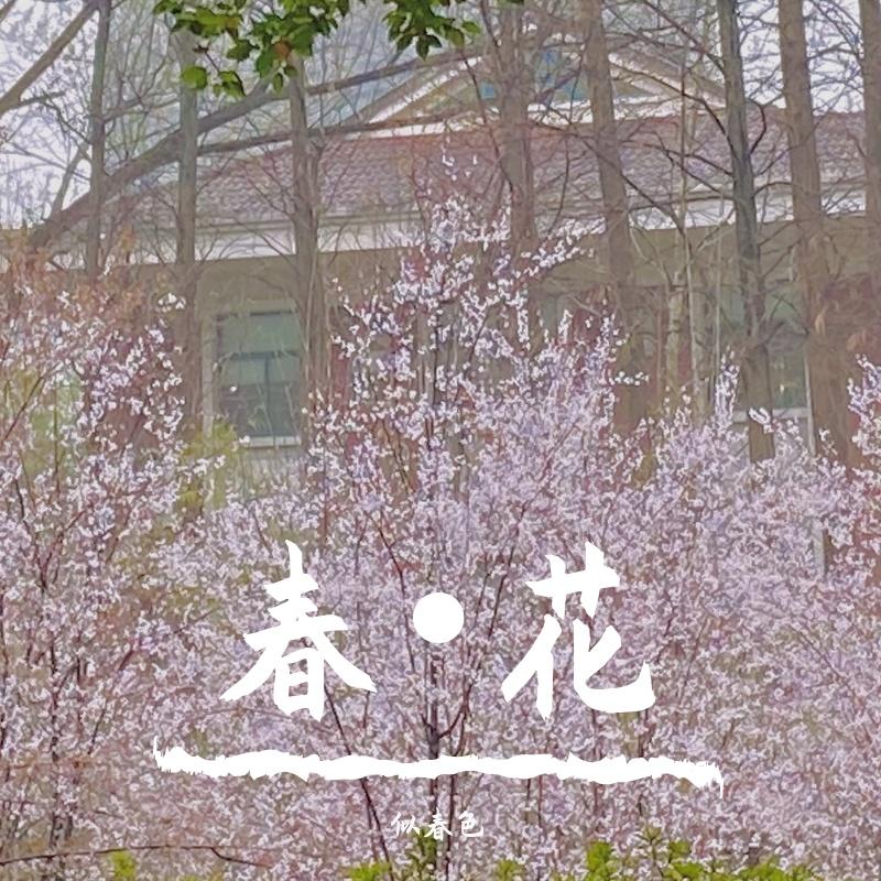 借我2020封面