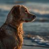 Habitantes americanas - Los Tonos Relajantes Del Mar Para Mascotas