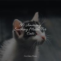 50 Amazing Soothing Music For Cats