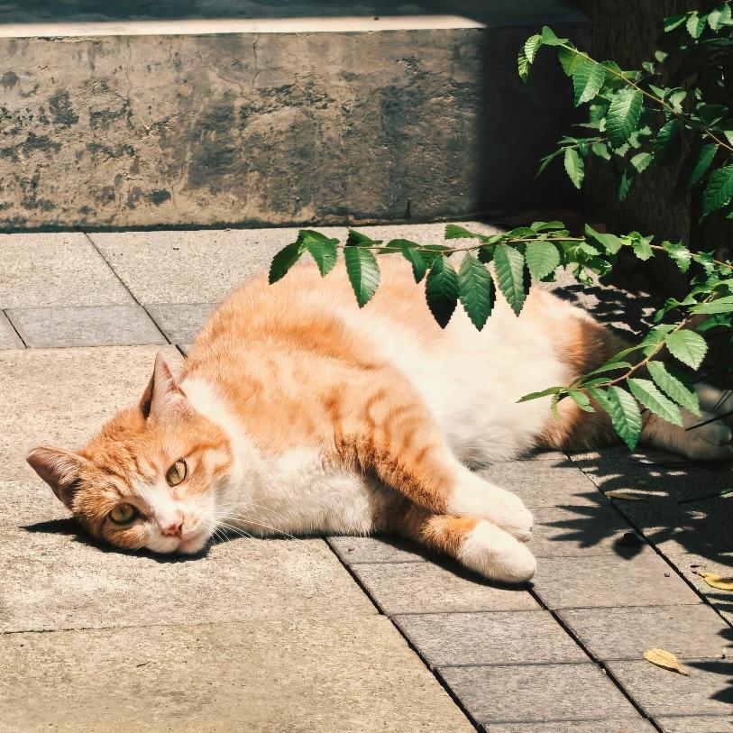 晴天和猫封面