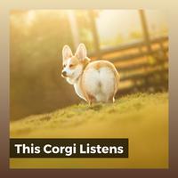 This Corgi Listens