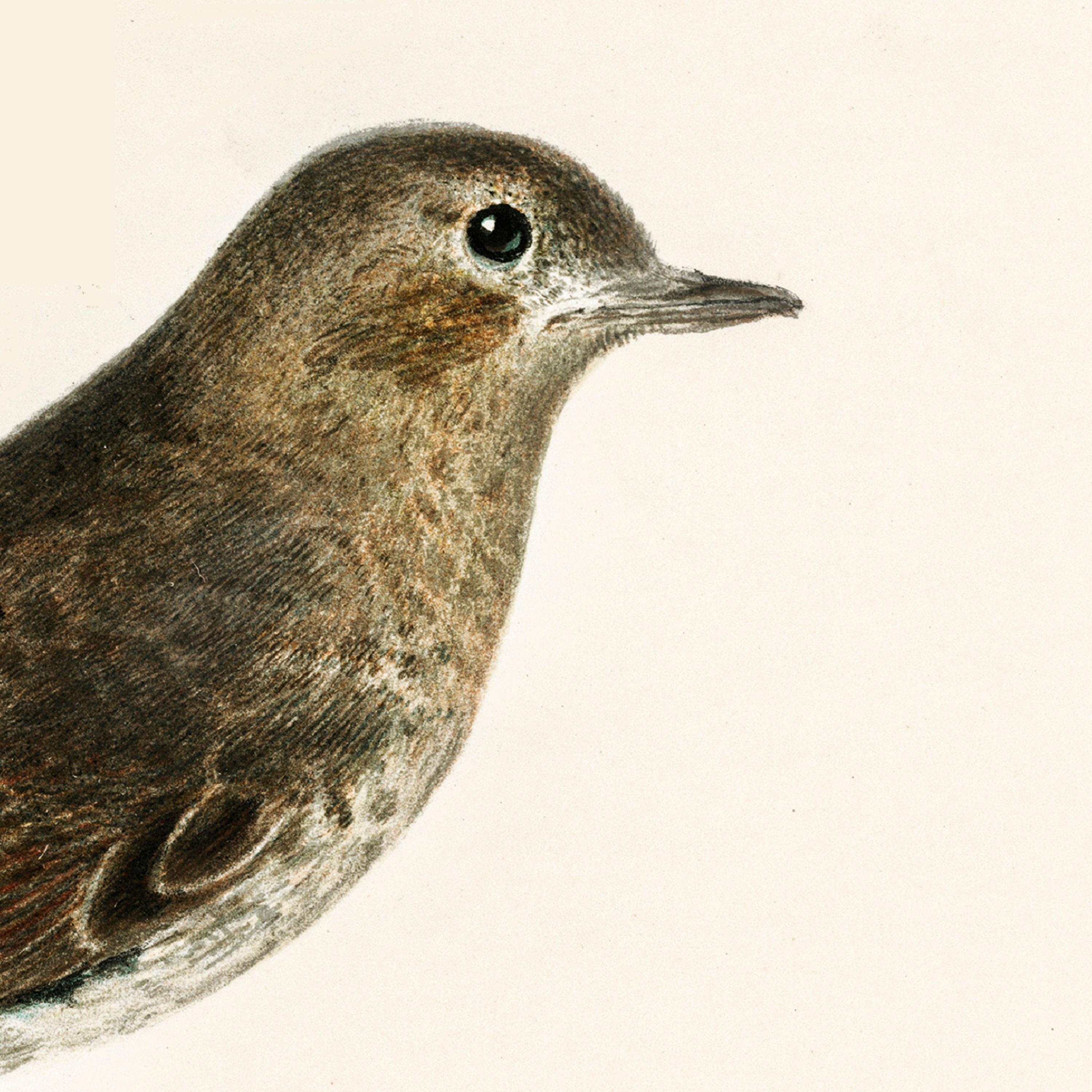 Birdsong From The Garden