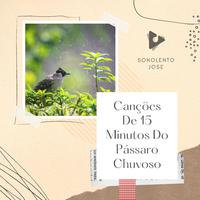 Canções De 15 Minutos Do Pássaro Chuvoso