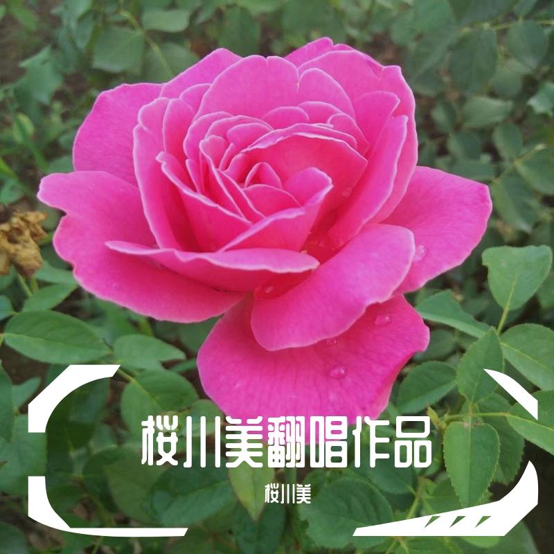 晚睡的姑娘 - 桜川美封面