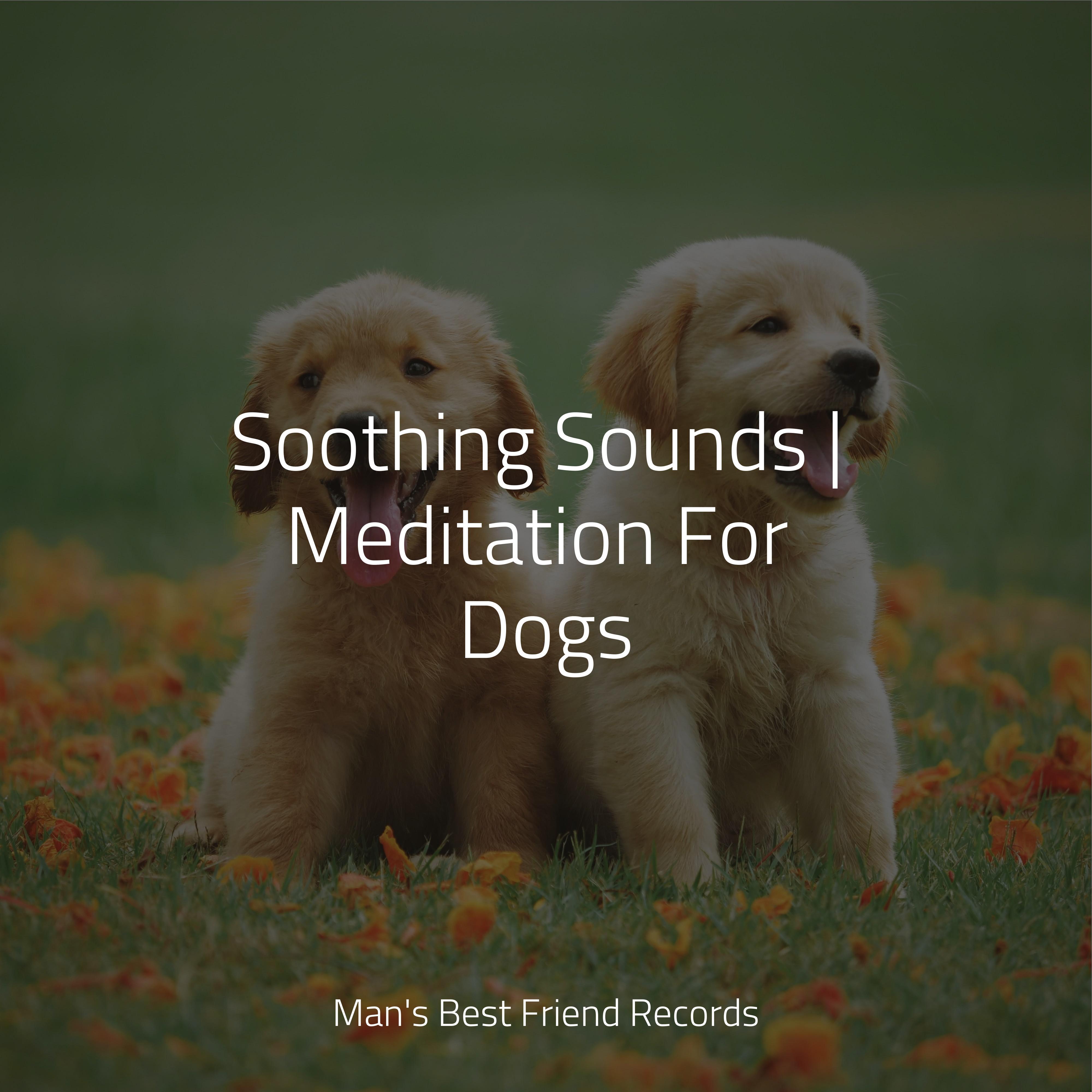 Calming New Age Music for Calming Dogs/Relaxation Music For Dogs/Jazz Music Therapy for Dogs