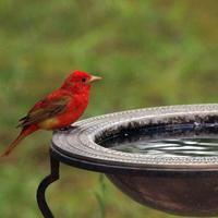 Ideal for Yoga, Water Flow and Bird Chirping