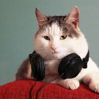 Music For Cat Health: Vital Meows