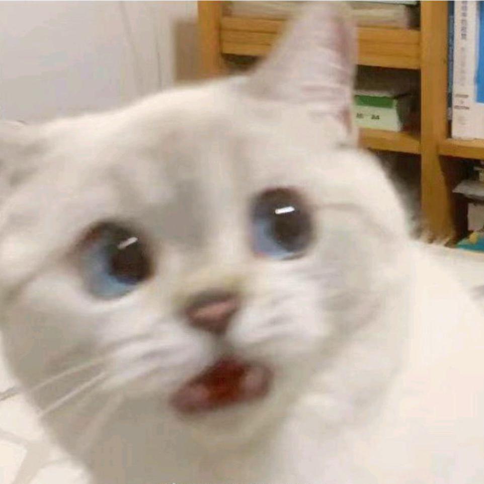 恋爱频率封面