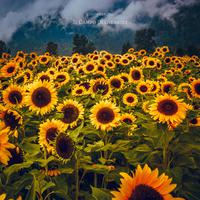 Il Campo Di Girasoli