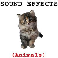 Animal Sound Effects