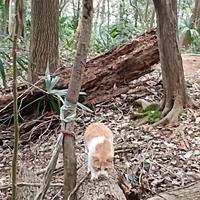 SP花栗猪资料,SP花栗猪最新歌曲,SP花栗猪MV视频,SP花栗猪音乐专辑,SP花栗猪好听的歌