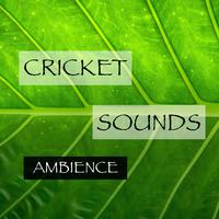 Cricket Sounds Ambience