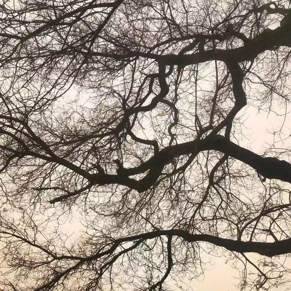 棕旨-伴奏 福克斯