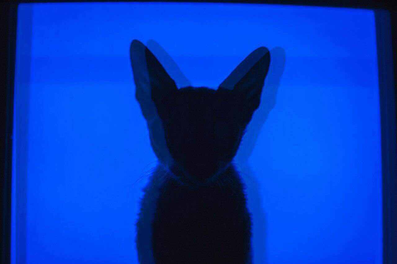 Please Don't Go（Cover Joel Adams）