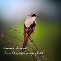 Summer Rain with Birds Chirping Ambience Vol. 1