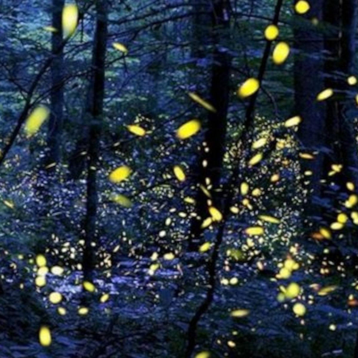 Fireflies