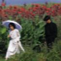 「保持浪漫」玫瑰是我偷的，但爱你是真的