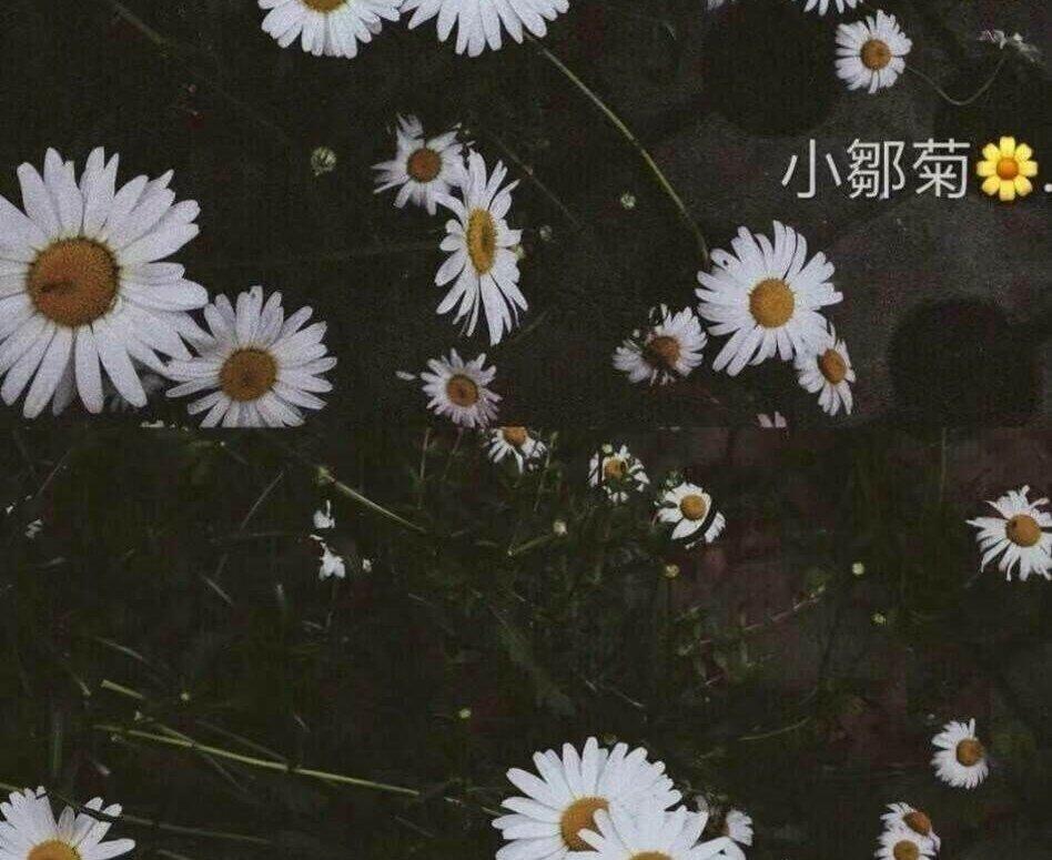 是李安燃啊