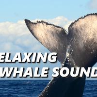 Whale Sounds