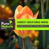 Nature Fantasy Music Studio - Grassy Woodland