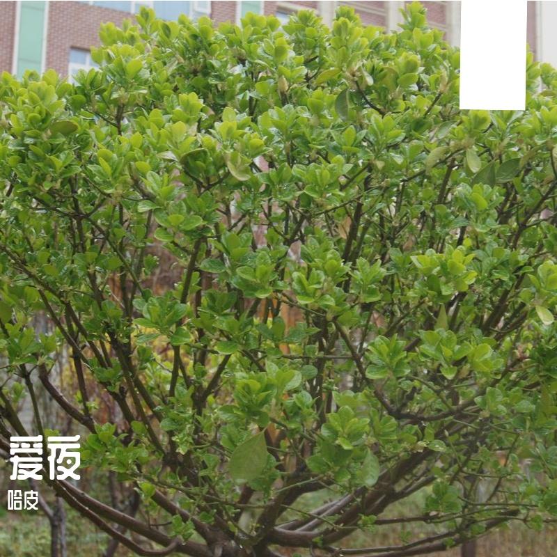 都市不眠夜 - 哈皮封面