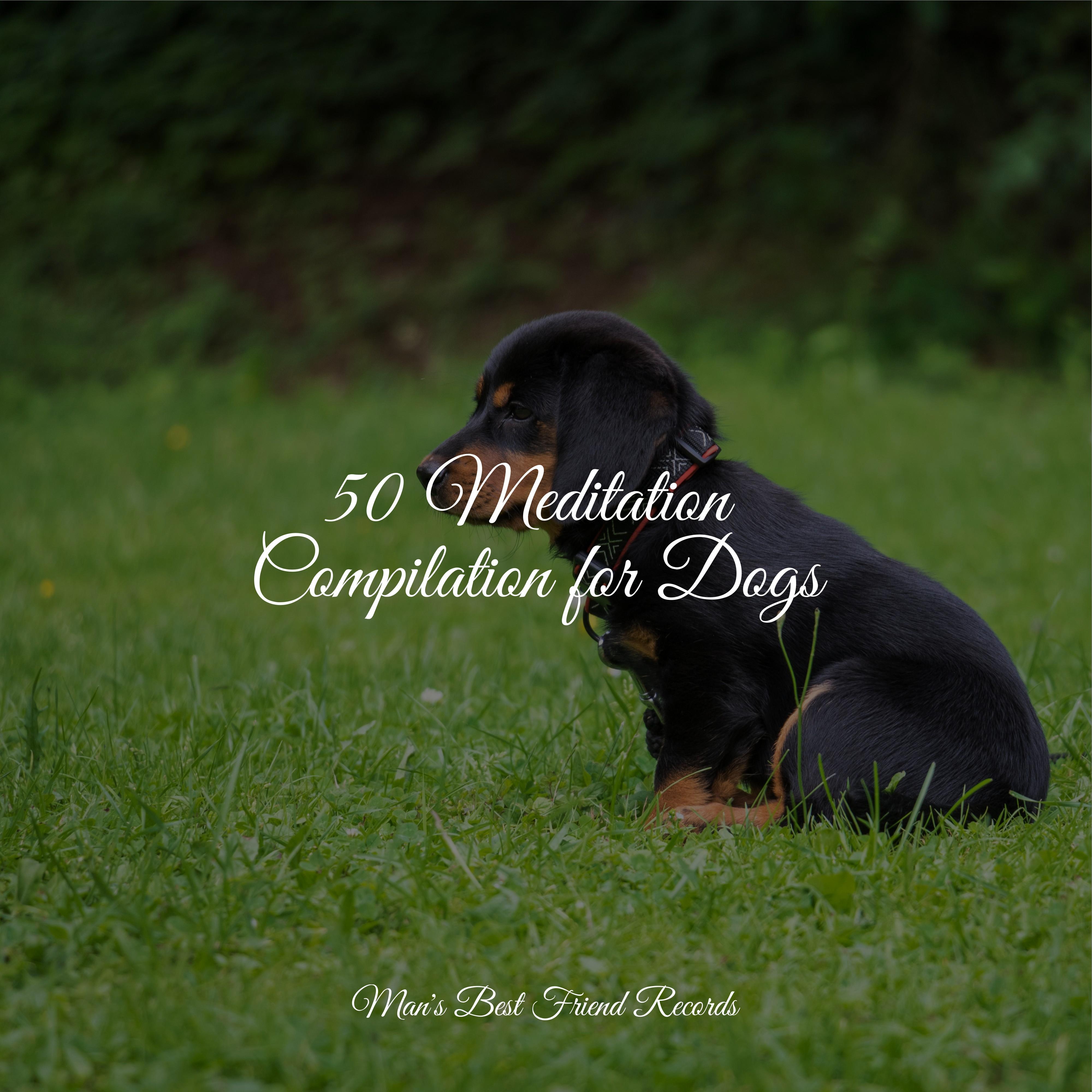 50 Meditation Compilation for Dogs Relaxmydog 专辑 网易云音乐