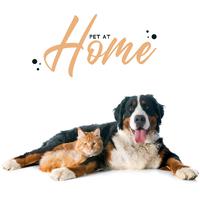 Pet at Home - Relaxing Music for a Pet when he is Alone at Home