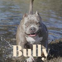 Bully