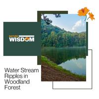 Water Stream Ripples in Woodland Forest