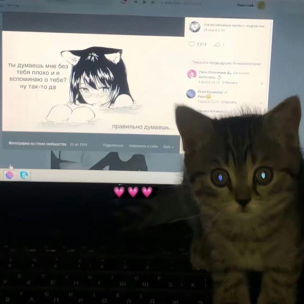 猫猫版铃声封面
