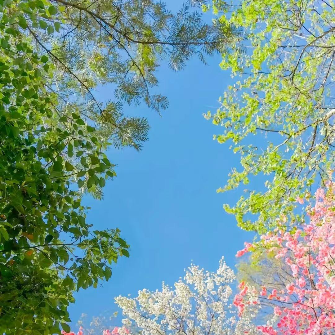 《风中的诺言》