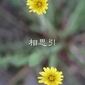 我真的想过放弃爱封面