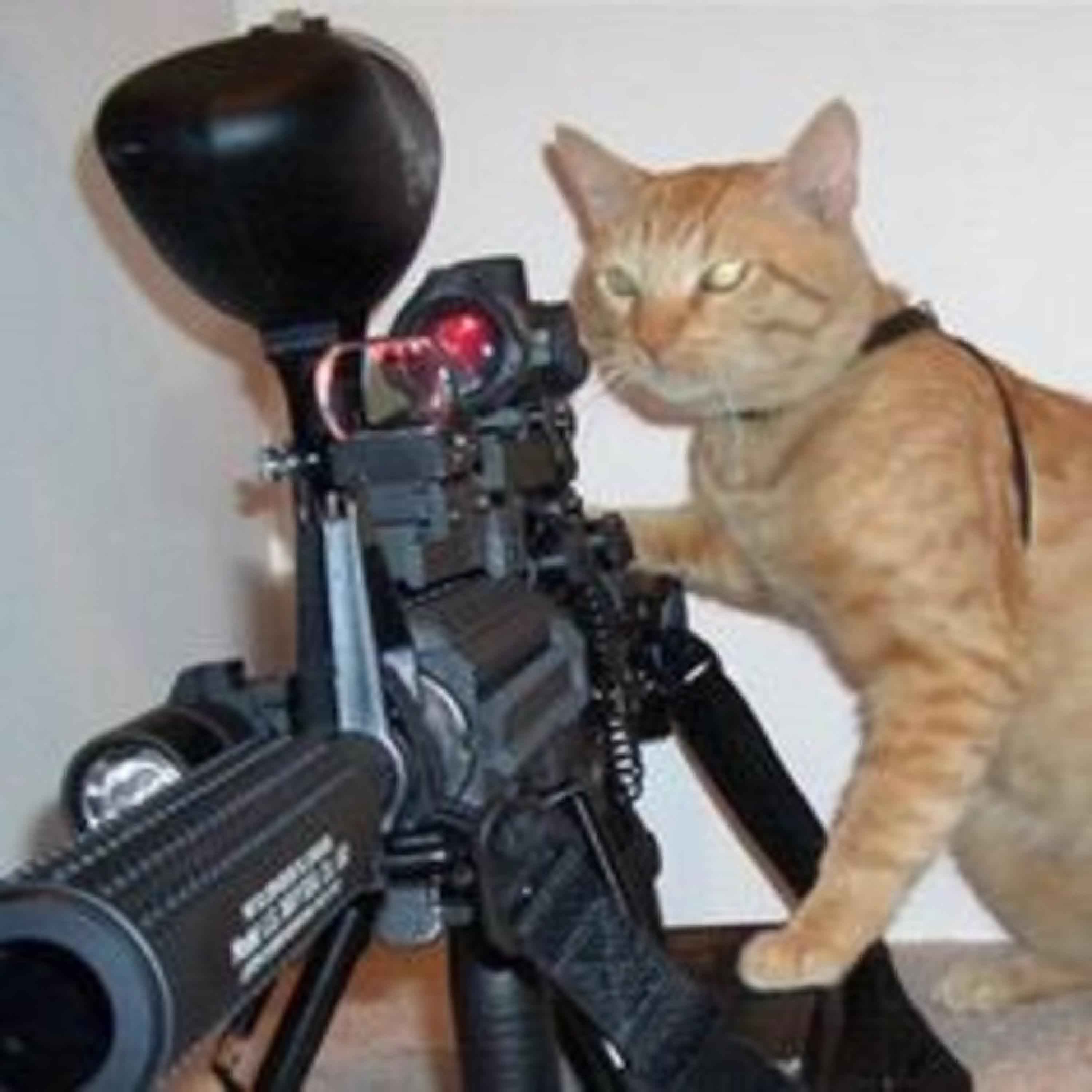 Коты с оружием