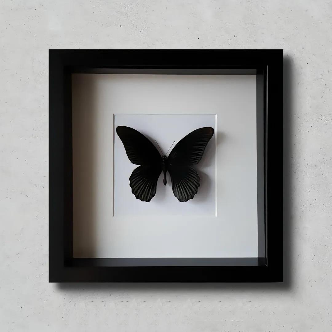 黑蝴蝶（black butterfly）封面