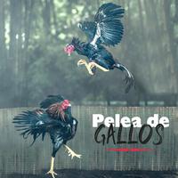 Pelea de Gallos