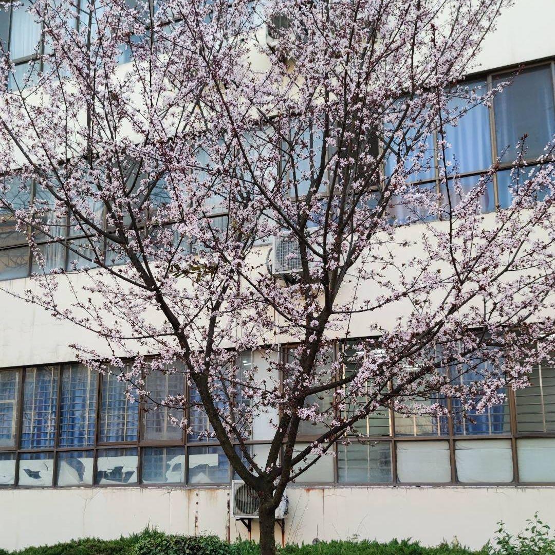 再次回忆封面