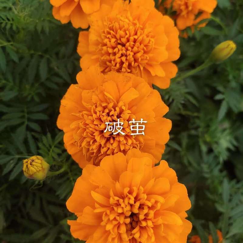 你是我最爱的女人 - 小侯、7妹封面