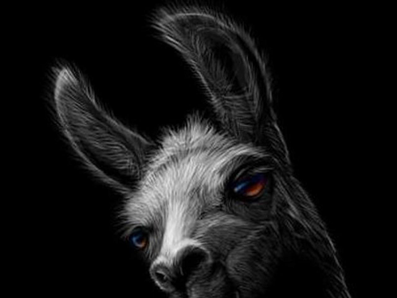Lonely Llama