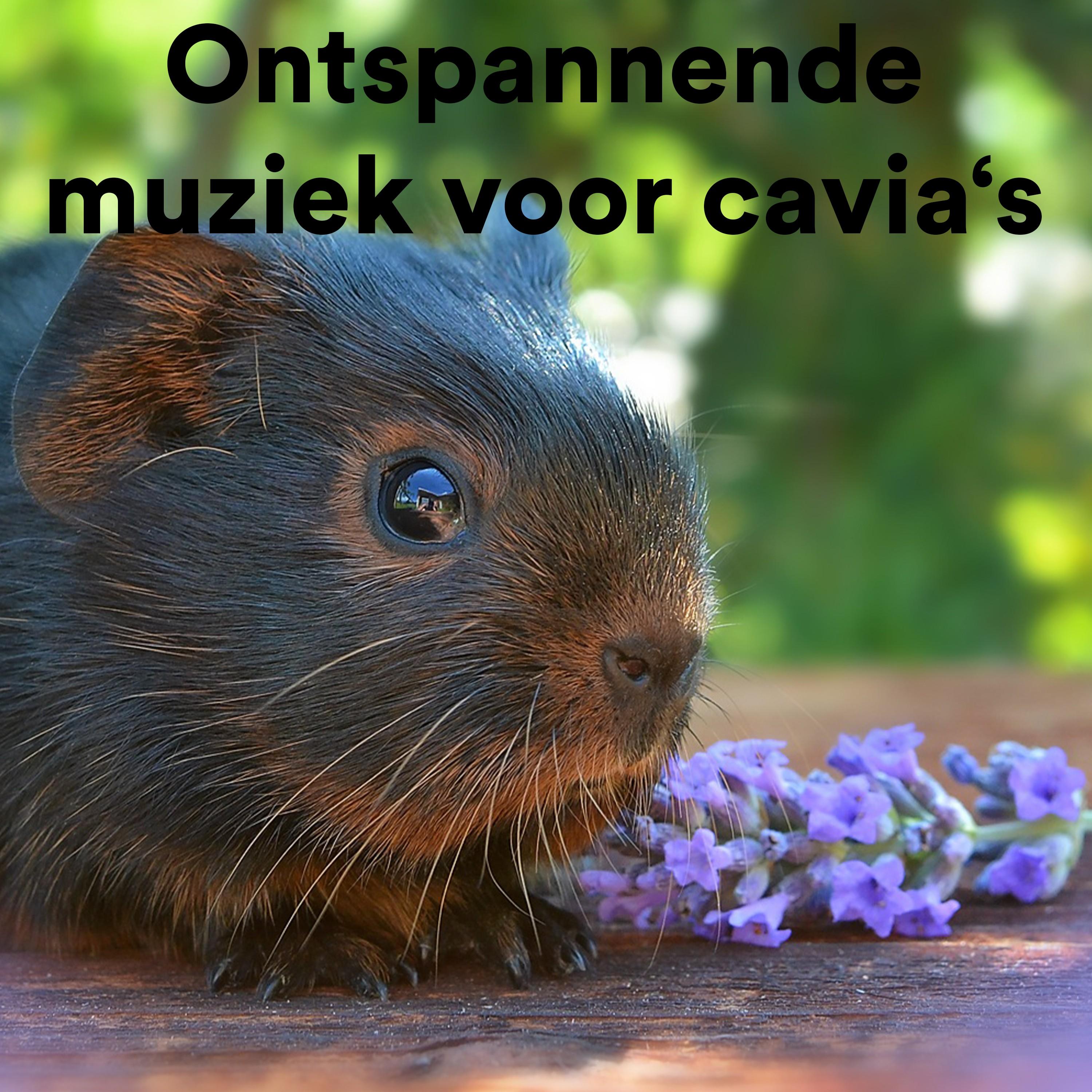 The Chilling Cat_The Cat Relaxer_Ontspannende Muziek Voor Cavia's | 在线播放_The Chilling Cat歌词_The Chilling Cat下载 | 网易云音乐